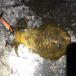 2020 佐渡ヶ島エギング 22回目