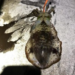 2020 佐渡ヶ島エギング 23回目