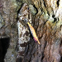 2020 佐渡ヶ島エギング 24回目