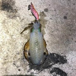 2020 佐渡ヶ島エギング 26回目