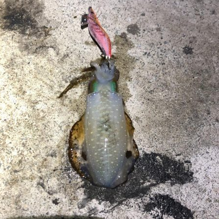 2020 佐渡ヶ島エギング 26回目