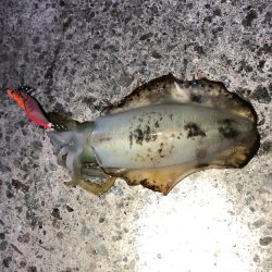 2020 佐渡ヶ島エギング 30回目