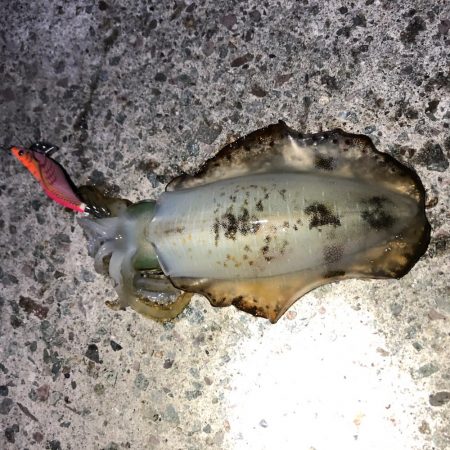 2020 佐渡ヶ島エギング 30回目