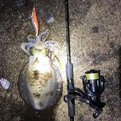 2020 佐渡ヶ島エギング 31回目