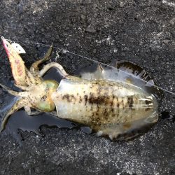 2020 佐渡ヶ島エギング 34回目