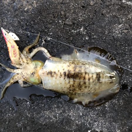 2020 佐渡ヶ島エギング 34回目