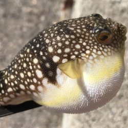 エサもなくなり、ラスト1投げで大アジ