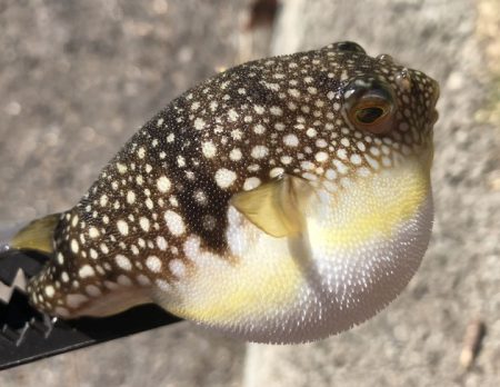 エサもなくなり、ラスト1投げで大アジ