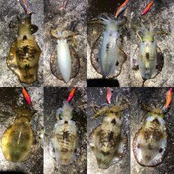 2020 佐渡ヶ島エギング 27回目