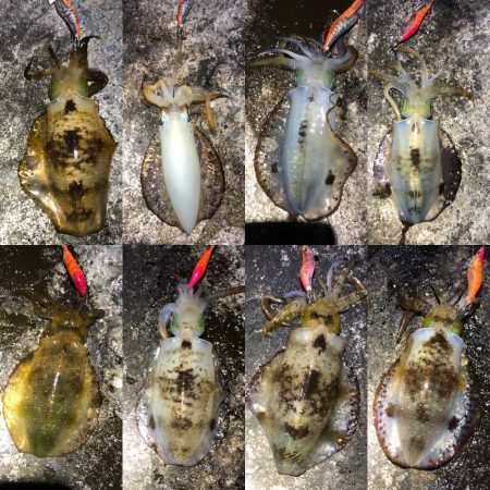 2020 佐渡ヶ島エギング 27回目