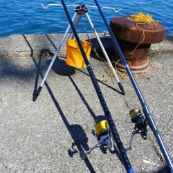 落ちギスを狙ったが不調