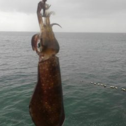 台風は、それたがイカは❓