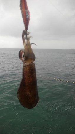台風は、それたがイカは❓