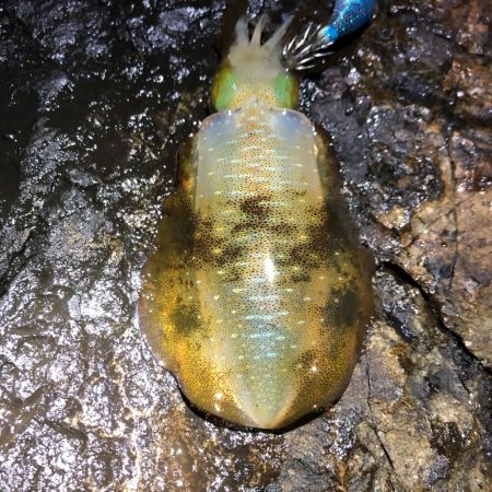 2020 佐渡ヶ島エギング 21回目