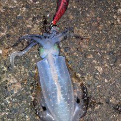 中秋の名月を見ながら