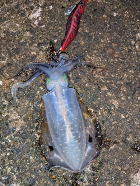 中秋の名月を見ながら