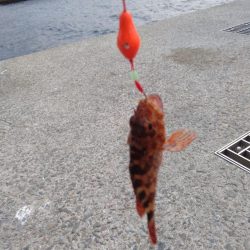 エビでコブダイ小