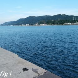 西浦でも日没直後にデカアジ入れ食い!