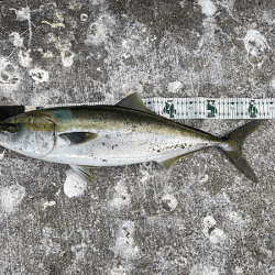 瀬戸内の島アジング・エギング・ショアジギン…