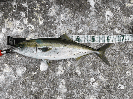 瀬戸内の島アジング・エギング・ショアジギン…