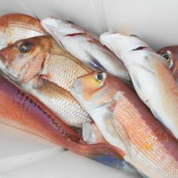 こうゆう丸 釣果