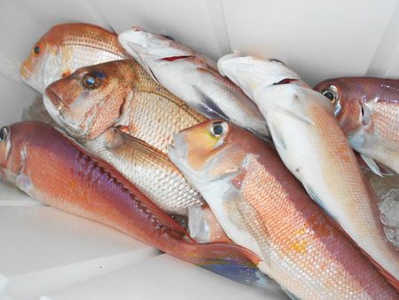 こうゆう丸 釣果