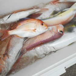 こうゆう丸 釣果