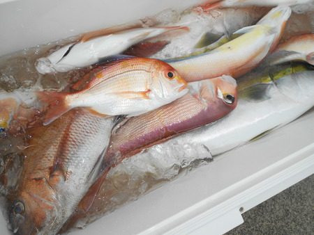 こうゆう丸 釣果