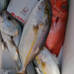 遊漁船 新鋭丸 釣果