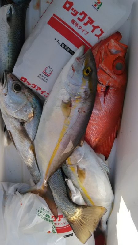 遊漁船 新鋭丸 釣果