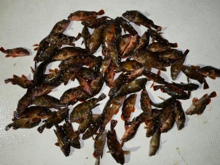 TOPGUN名古屋 釣果