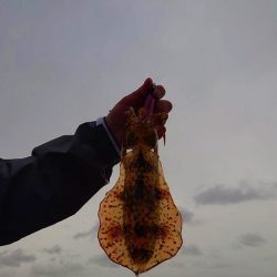 Fisherman Dreams DI 釣果