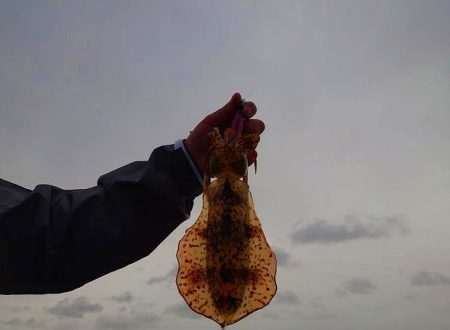 Fisherman Dreams DI 釣果