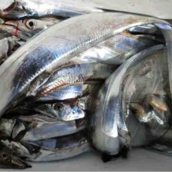 遊漁船 セトマリン 釣果