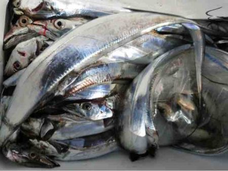 遊漁船 セトマリン 釣果