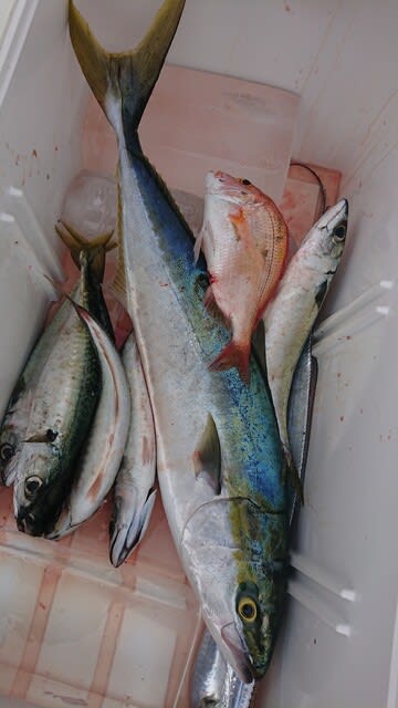浅間丸 釣果