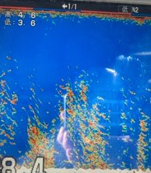 シーモンキー 釣果