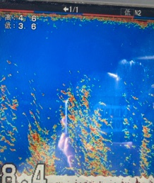 シーモンキー 釣果