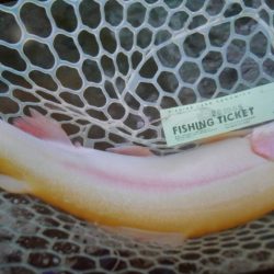 フィッシングレイクたかみや 釣果