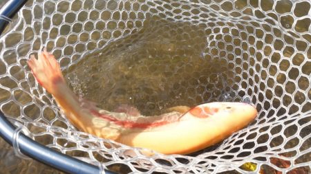 フィッシングレイクたかみや 釣果