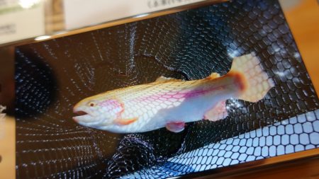 フィッシングレイクたかみや 釣果