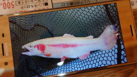 フィッシングレイクたかみや 釣果