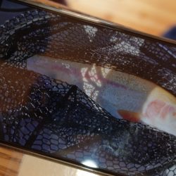 フィッシングレイクたかみや 釣果