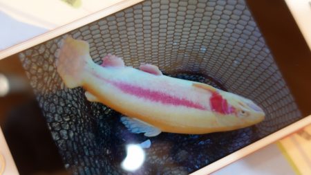 フィッシングレイクたかみや 釣果