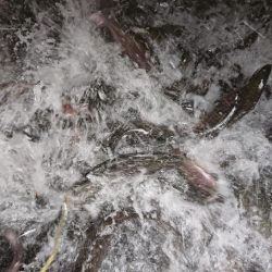 フィッシングレイクたかみや 釣果