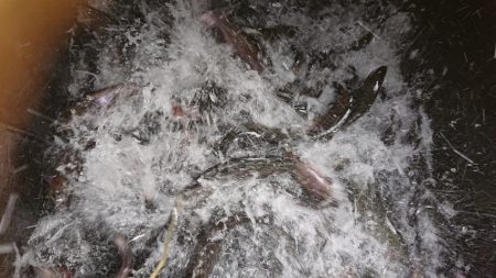 フィッシングレイクたかみや 釣果