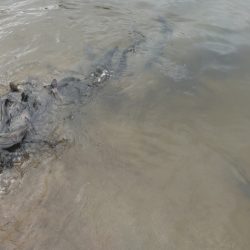 フィッシングレイクたかみや 釣果