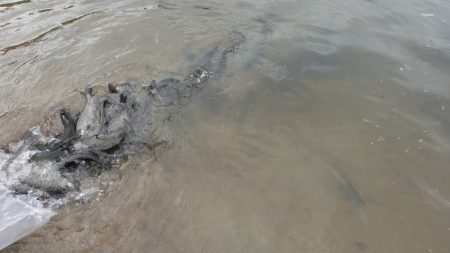 フィッシングレイクたかみや 釣果