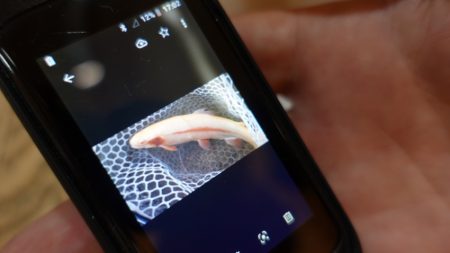 フィッシングレイクたかみや 釣果