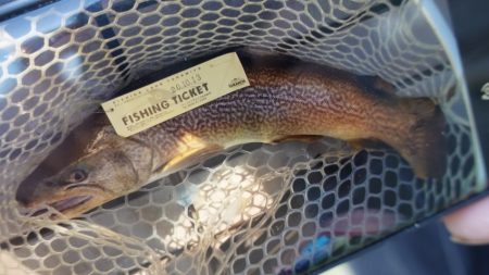 フィッシングレイクたかみや 釣果